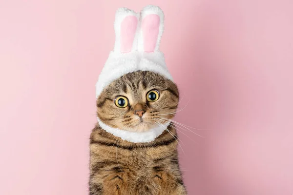 Funny Cat Big Eyes Hat Bunny Ears Pink Background Concept — Stock Photo, Image