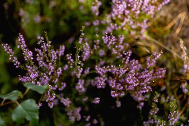  Gündüz vakti çok güzel orman bitkileri. 
