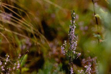 Gündüz vakti çok güzel orman bitkileri. 