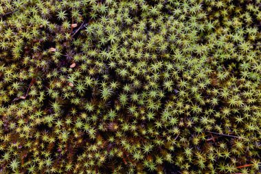  Gündüz vakti çok güzel orman bitkileri. 