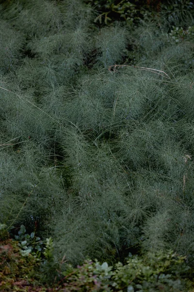 Variada vegetación hermosa del bosque a la luz del día — Foto de Stock