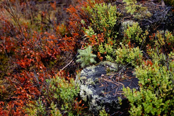 Variegata bella vegetazione forestale alla luce del giorno — Foto Stock