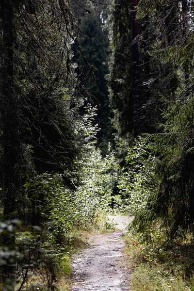 Camino forestal en un cálido día de verano — Foto de Stock