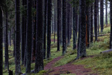  Orman yolunda çok çam ağacı var.