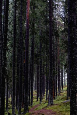  Orman yolunda çok çam ağacı var.