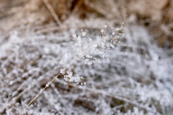 La primera nieve de la temporada en la hierba de otoño — Foto de Stock