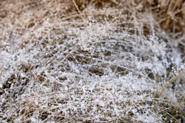Το πρώτο χιόνι της εποχής στο φθινοπωρινό γρασίδι — Φωτογραφία Αρχείου