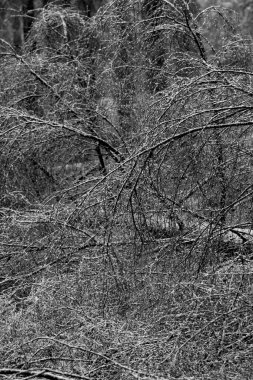 Ağaç dalları üzerinde ilk kar