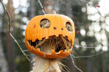 Cadılar bayramı balkabağı korkuluğu doğal arka planda
