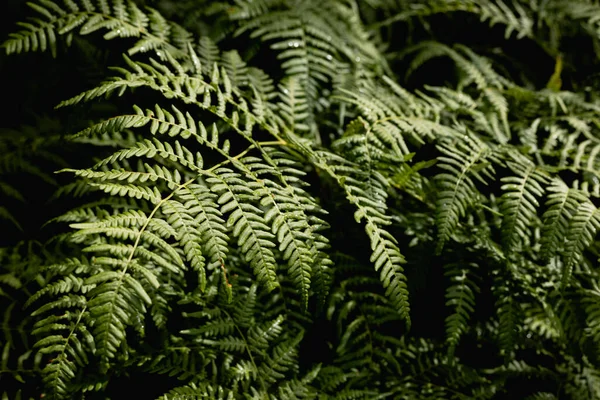 Zelená kapradina v deštivém lese. Denní světlo. Nature — Stock fotografie