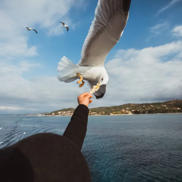 Seagull catching his food from a hand — Stock Photo, Image