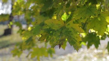 Sarı-yeşil yaprak rüzgardan sallanıyor, yakın plan.