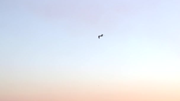 A large seagull flies over the Sea of Azov in the city of Mariupol at dusk against the background of a blue sky in the air currents of the wind. Slow motion. — ストック動画