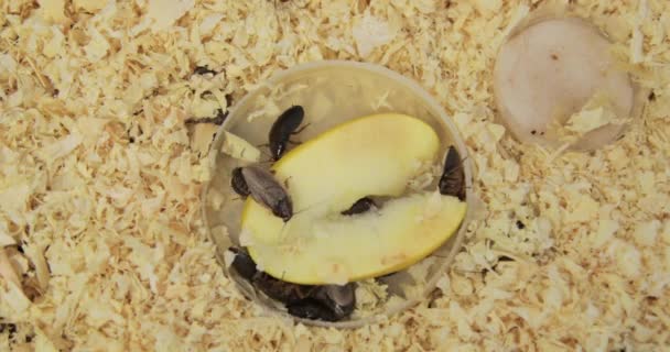 Τεράστιες Καφετιές Κατσαρίδες Μεγάλα Μουστάκια Τρώνε Ένα Μήλο Και Σέρνονται — Αρχείο Βίντεο
