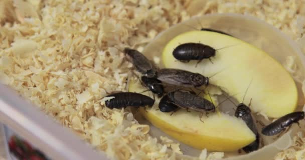 巨大的褐色蟑螂和大胡子吃一块苹果 在水族馆的锯屑上爬行 很多害虫恶心的昆虫高质量的4K镜头 — 图库视频影像