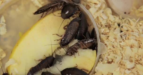 Huge Brown Cockroaches Big Mustaches Eat Piece Apple Crawl Sawdust — Stock Video