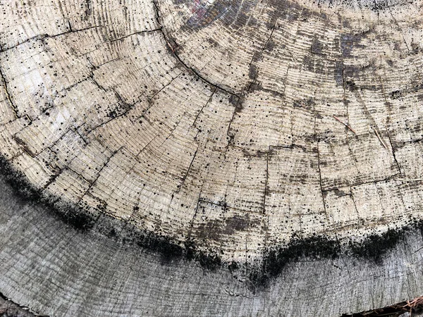Старый Натуральный Кусок Дерева Делает Абстрактный Фон — стоковое фото