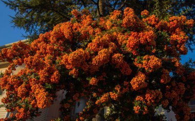 Sonbahar yaprakları, sonbahar bitkileri