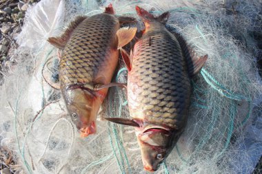 Denizde balık yakalar, satılığa çıkarlar.