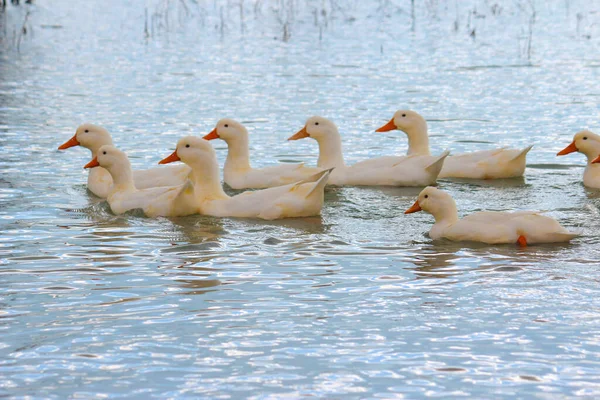 Gölde Beyaz Kuğular — Stok fotoğraf