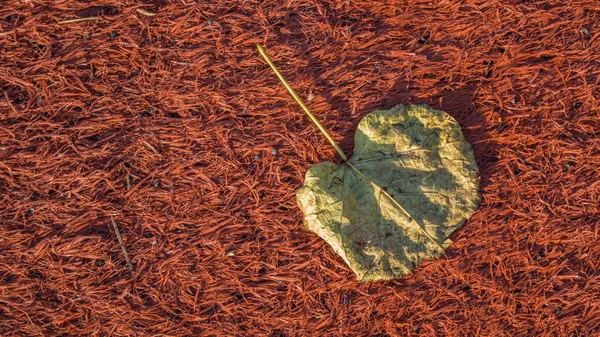 Сухие Листья Зеленом Фоне — стоковое фото