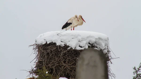 家の屋根の上の巣の中のコウノトリ — ストック写真