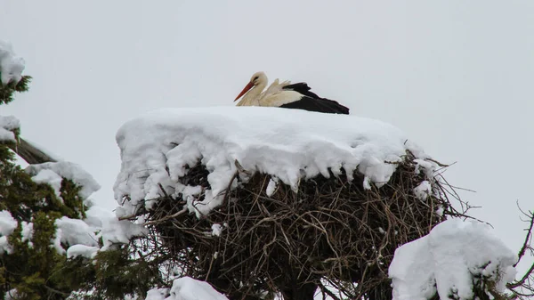 Ormanda beyaz karla kaplı bir ağaç.