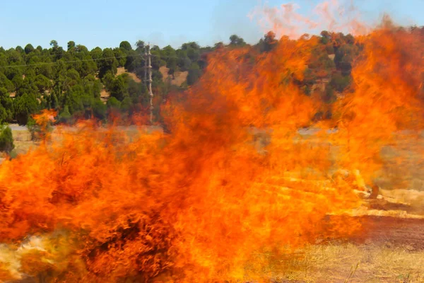 Api Menyala Latar Belakang Hutan Stok Foto