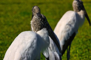 Eau Gallie Florida 'da güneşli bir kış gününün tadını çıkarıyorum.