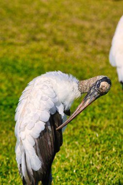 Eau Gallie Florida 'da güneşli bir kış gününün tadını çıkarıyorum.