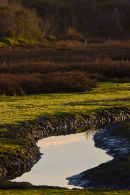 Kaliforniya 'daki Carpinteria Kuş Sığınağı' nı ziyaret ediyorum.
