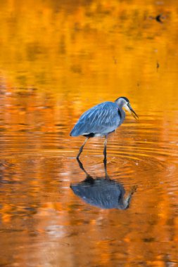 Kaliforniya 'daki Carpinteria Kuş Sığınağı' nı ziyaret ediyorum.
