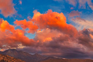 Kaliforniya 'daki Carpinteria kuş barınağını araştırıyorum.