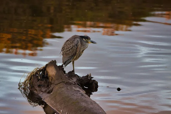 Visitando Refugio Aves Carpinteria California —  Fotos de Stock