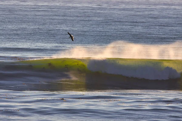 Surfer Sur Old Coast Highway Ventura Californie — Photo