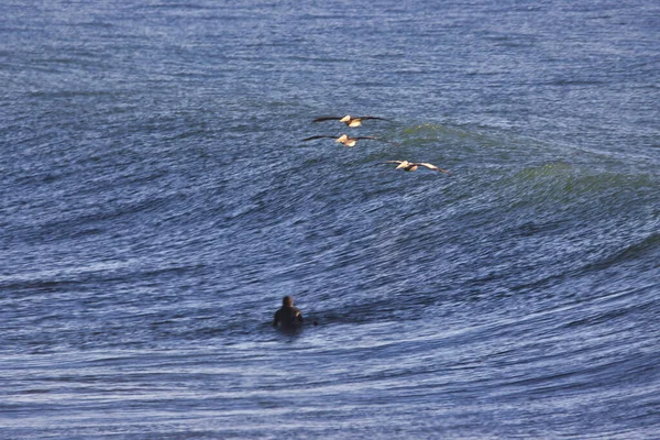 Серфінг Олд Кост Шосе Вентура Каліфорнія — стокове фото