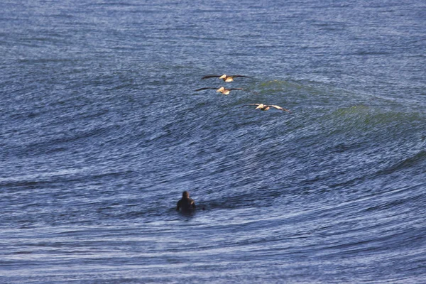 Surfování Staré Pobřežní Dálnici Ventuře Kalifornie — Stock fotografie