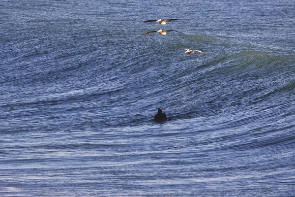 Surfing Στην Παλιά Ακτή Highway Στη Ventura Καλιφόρνια — Φωτογραφία Αρχείου