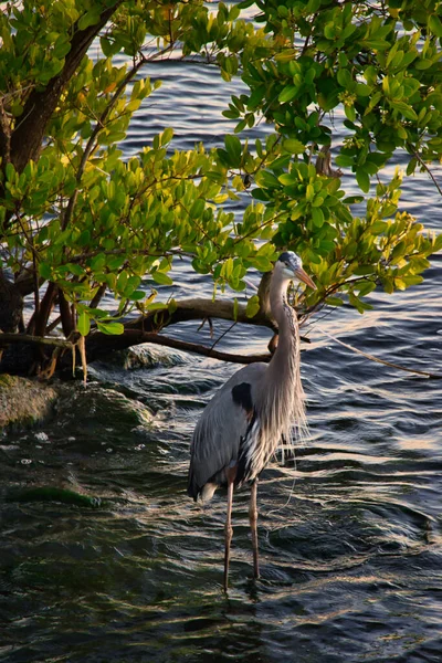 Vues Sur Rivière Indienne Inland Waterway Floride Indienne — Photo