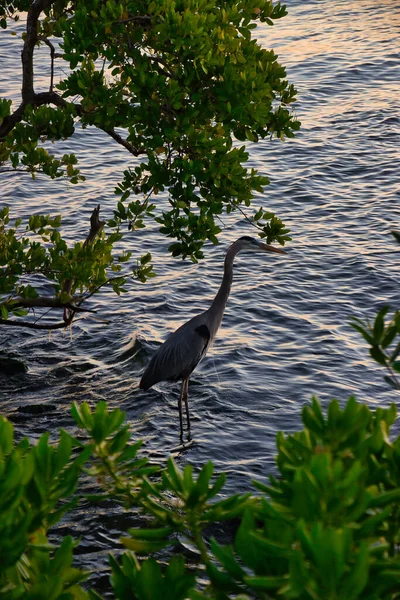 Vistas Sobre Rio Indiano Navegável Interior Indialantic Florida — Fotografia de Stock