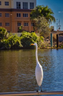 Melbourne 'un eski şehir merkezinden nehir manzarası