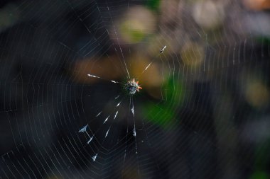 Sebastian Körfezi Parkı 'ndaki Mangrove ormanında yürüyüş.