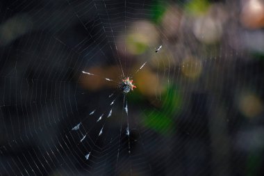 Sebastian Körfezi Parkı 'ndaki Mangrove ormanında yürüyüş.