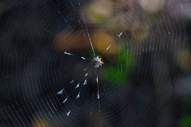 Sebastian Körfezi Parkı 'ndaki Mangrove ormanında yürüyüş.