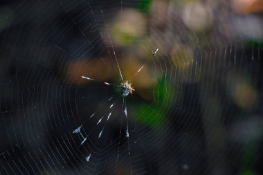 Sebastian Körfezi Parkı 'ndaki Mangrove ormanında yürüyüş.