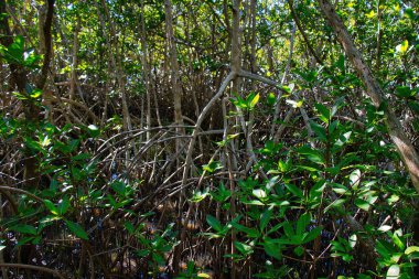 Sebastian Körfezi Parkı 'ndaki Mangrove ormanında yürüyüş.