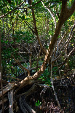 Sebastian Körfezi Parkı 'ndaki Mangrove ormanında yürüyüş.