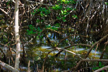 Sebastian Körfezi Parkı 'ndaki Mangrove ormanında yürüyüş.