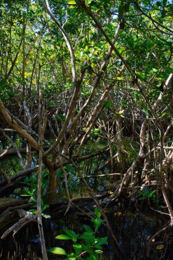 Sebastian Körfezi Parkı 'ndaki Mangrove ormanında yürüyüş.