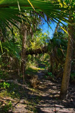 Sebastian Körfezi Parkı 'ndaki Mangrove ormanında yürüyüş.
